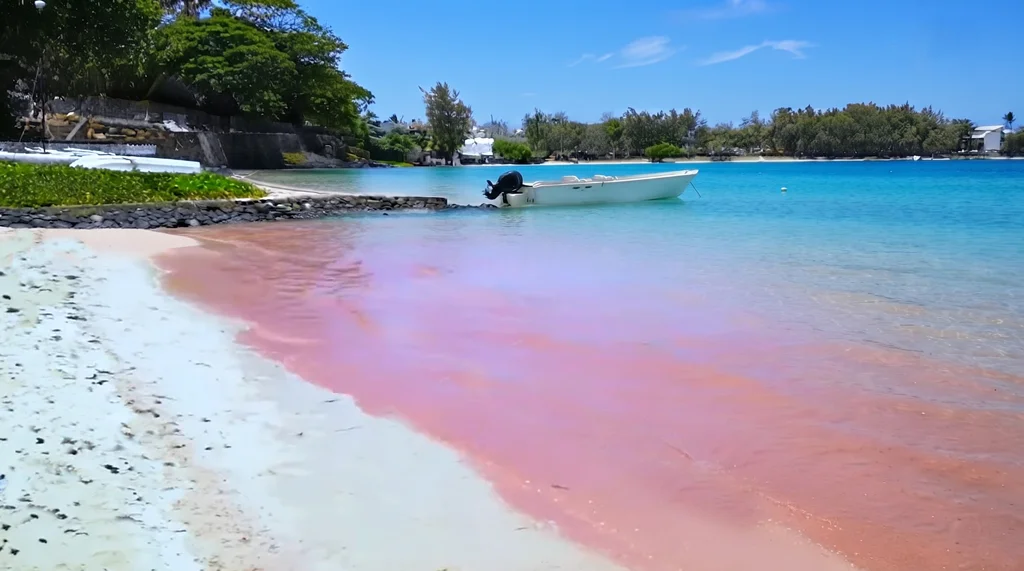 the lagoon water, colored pink by coral gametes, lies along a beach in the southeast of Mauritius.