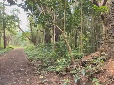 La for&ecirc;t de Daruty &ndash; for&ecirc;t de Belle Vue